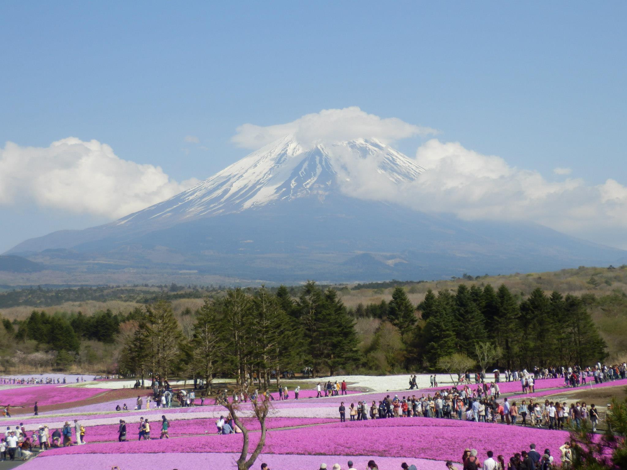 芝桜まつり: Mt. Fuji watched over the garden as clouds sprinkle snow on its peak