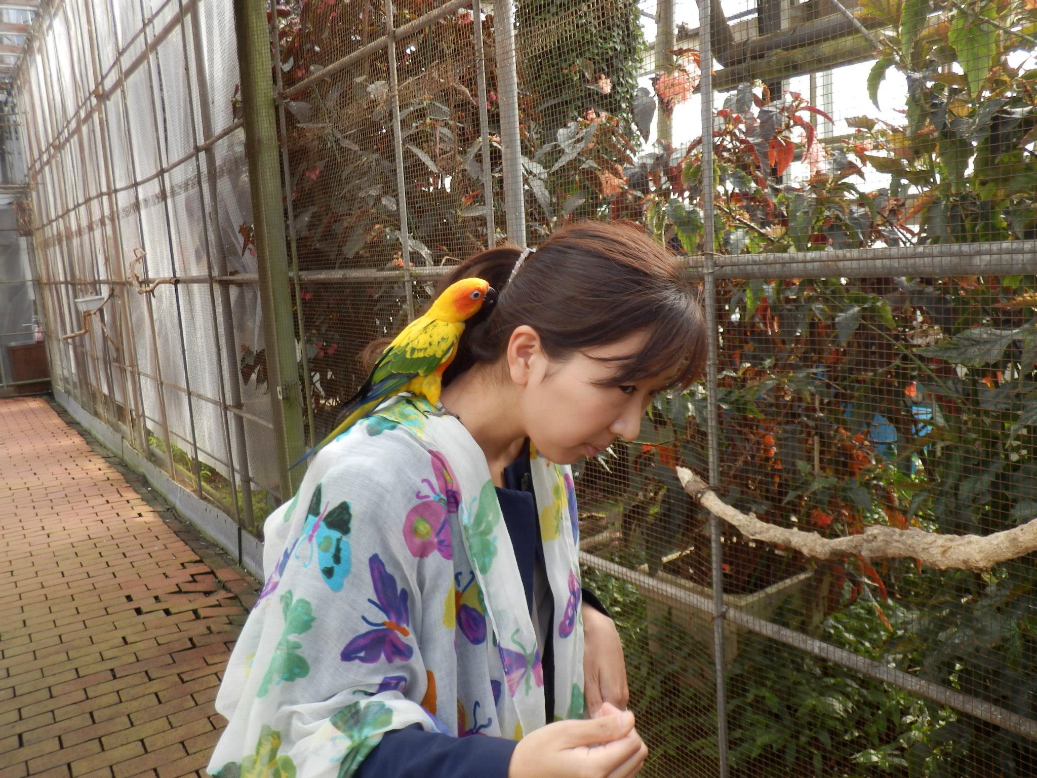 This parakeet likes Akiko's hair clip