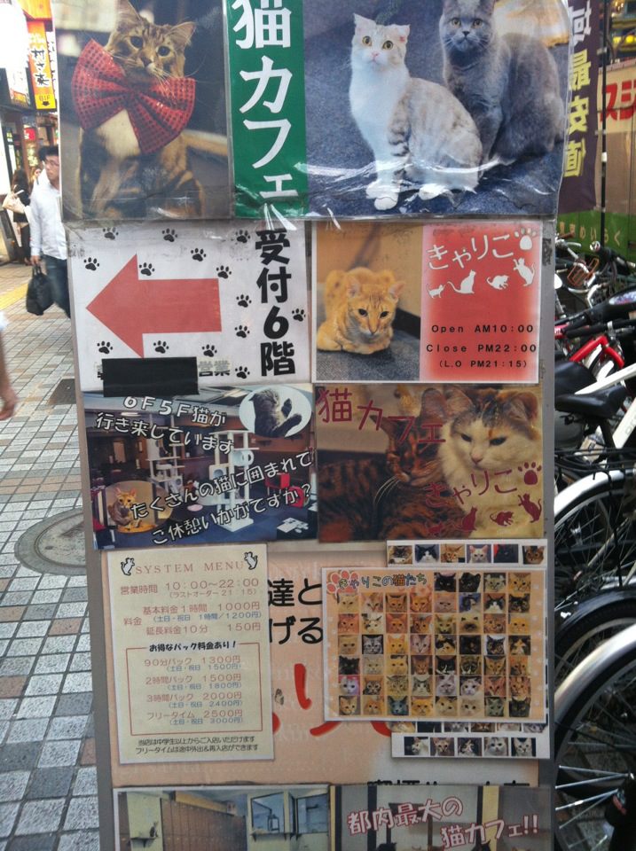 Exploited cats in Shinjuku