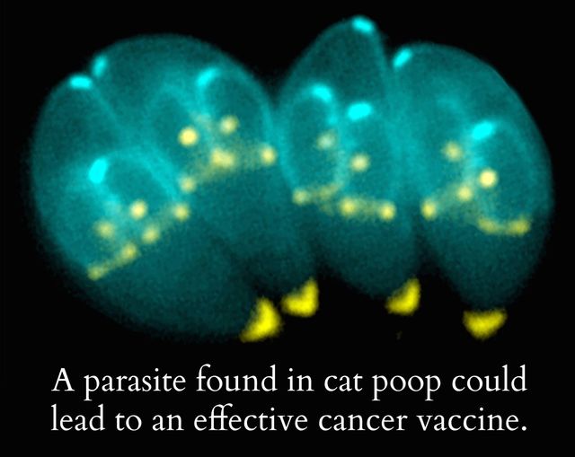 Toxoplasma gondii, the "mind-control" parasite, has been modified into a vaccine for cancer.