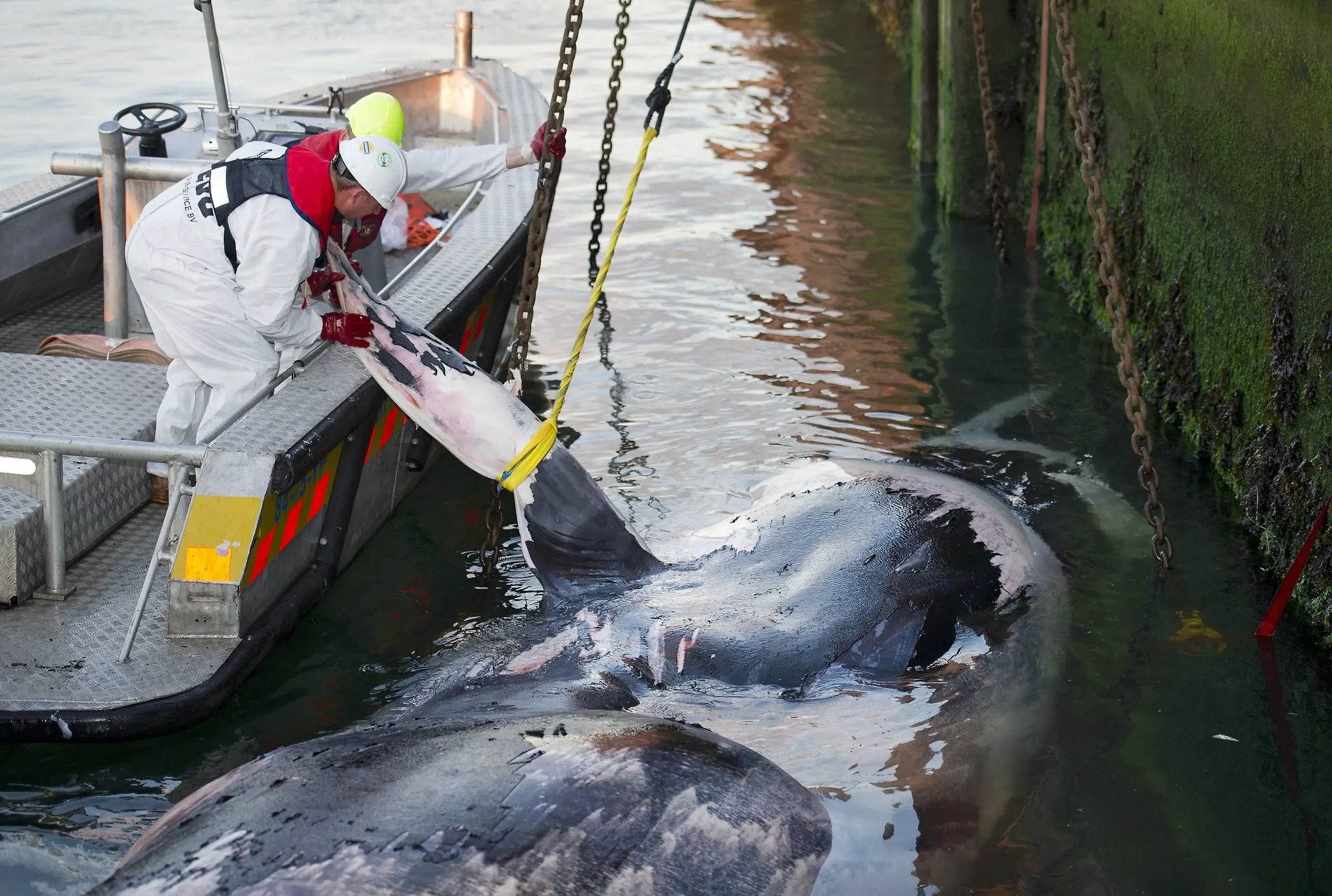 A dead whale in Rotterdam, the Netherlands, in 2011. As container ships multiply, more whales are being harmed, a study said. | Credit...Marco De Swart/Agence France-Presse — Getty Images