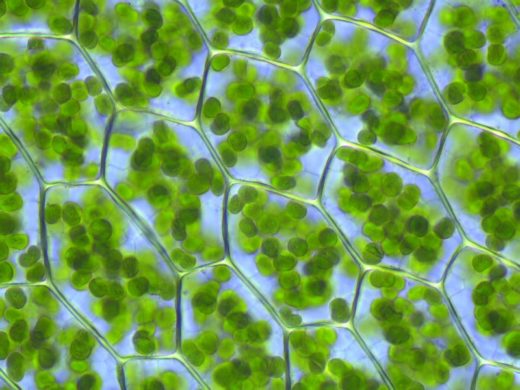 Cells from the moss Plagiomnium affine with visible chloroplasts, organelles that conduct photosynthesis by capturing sunlight. | Kristian Peters