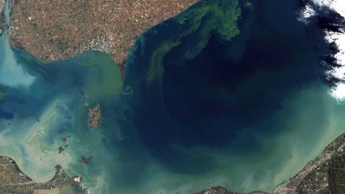 Massive algae bloom in Lake Erie in 2011. Credit: NOAA