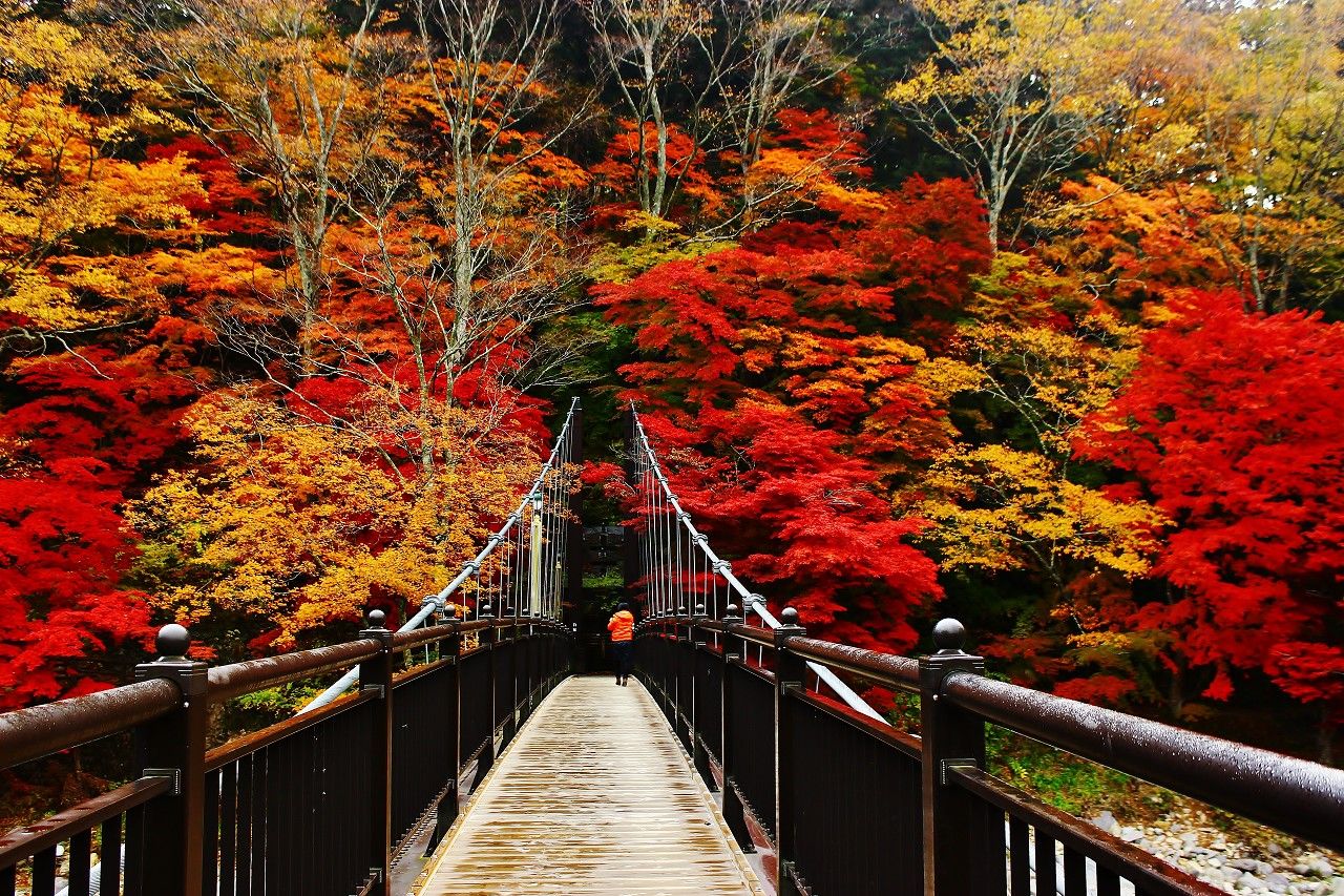 絶景紅葉の撮影スポット！那須塩原温泉「紅の吊り橋」が凄い
