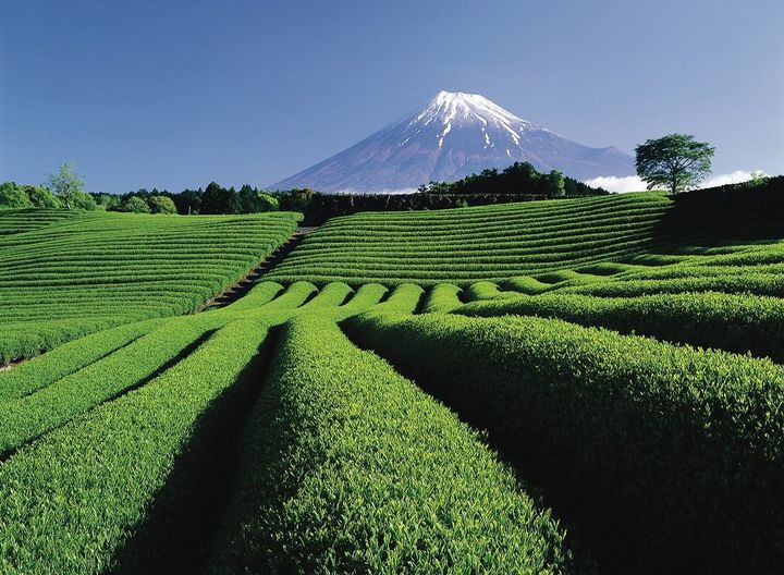 Mt. Fuji from the tea fields